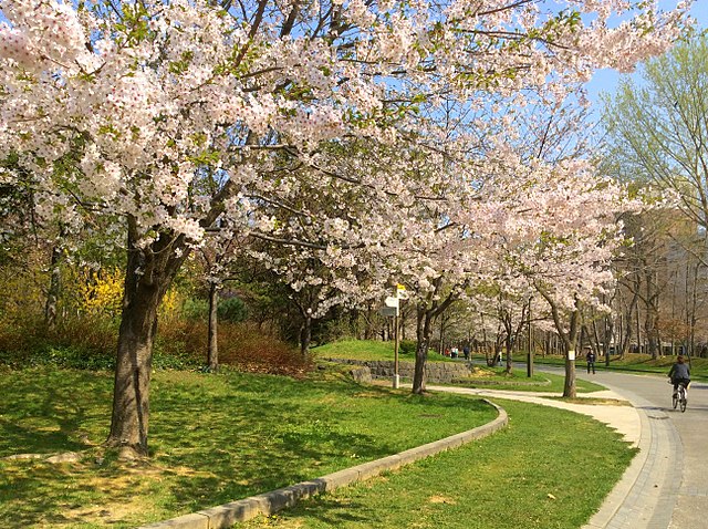 Dónde alojarse en Sapporo